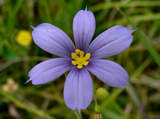 {Sisyrinchium mucronatum}